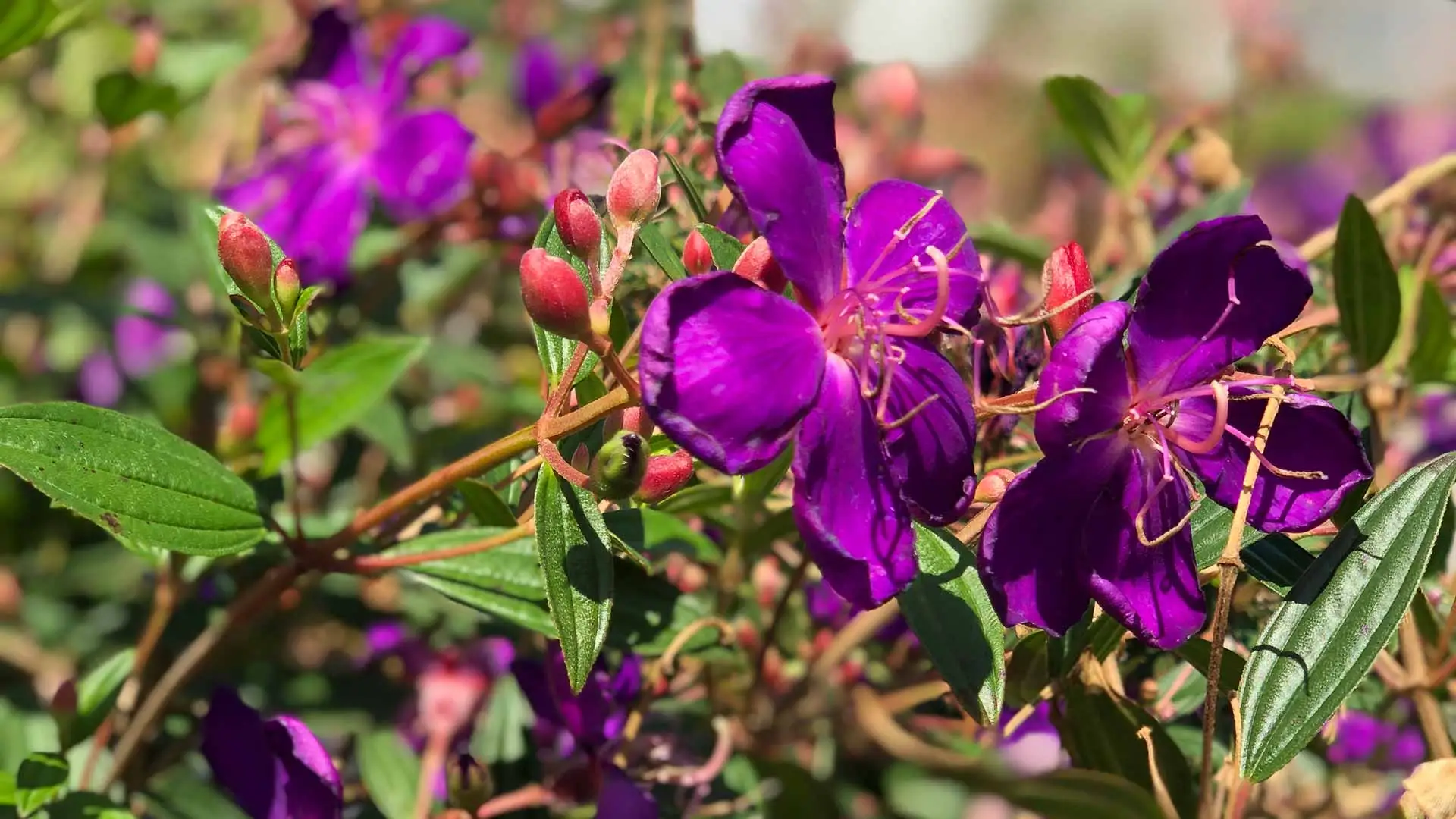 Close up of a landscape plant in The Villages, FL.