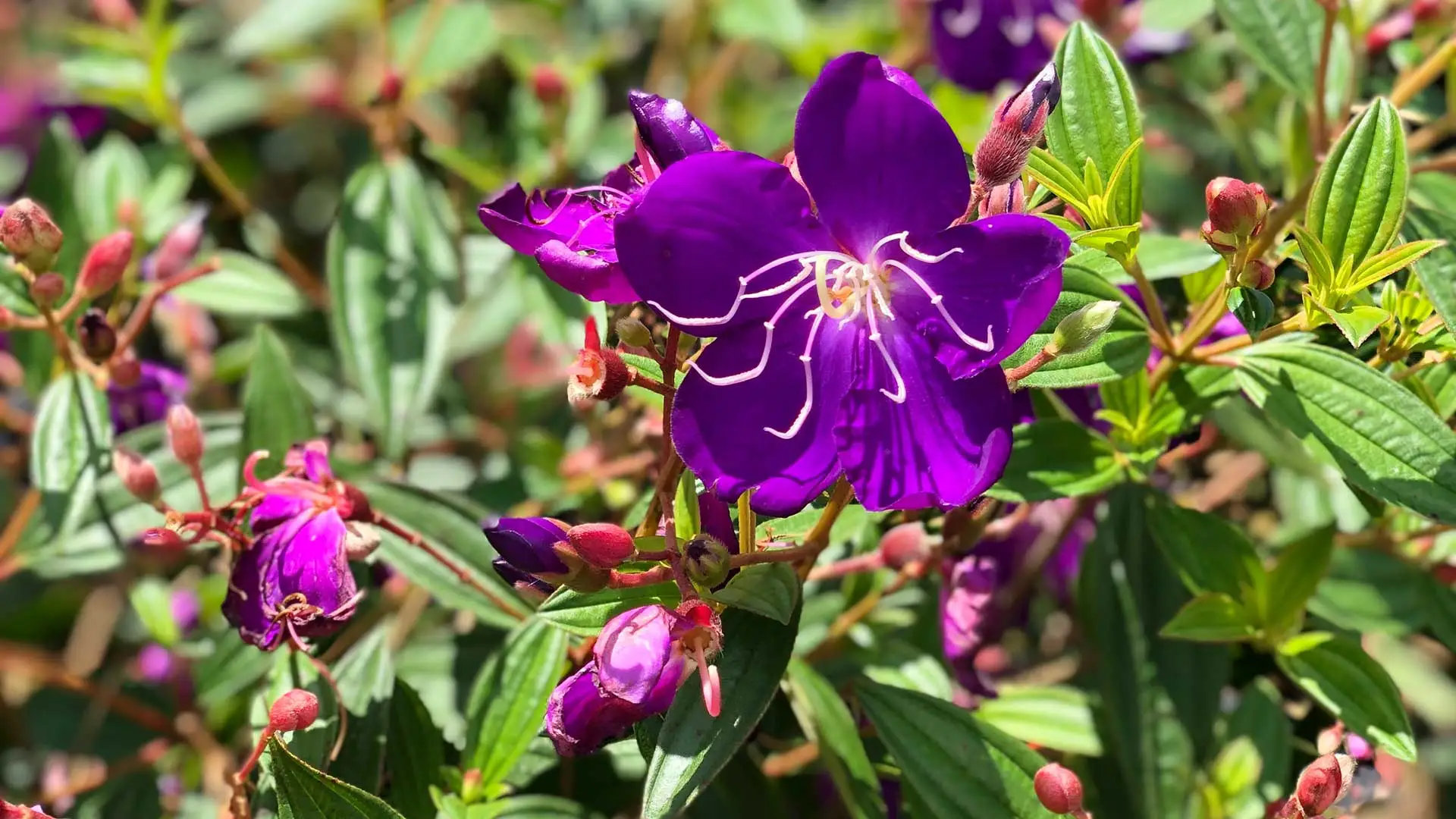 Flowers in a landscape bed in Winter Park, FL.