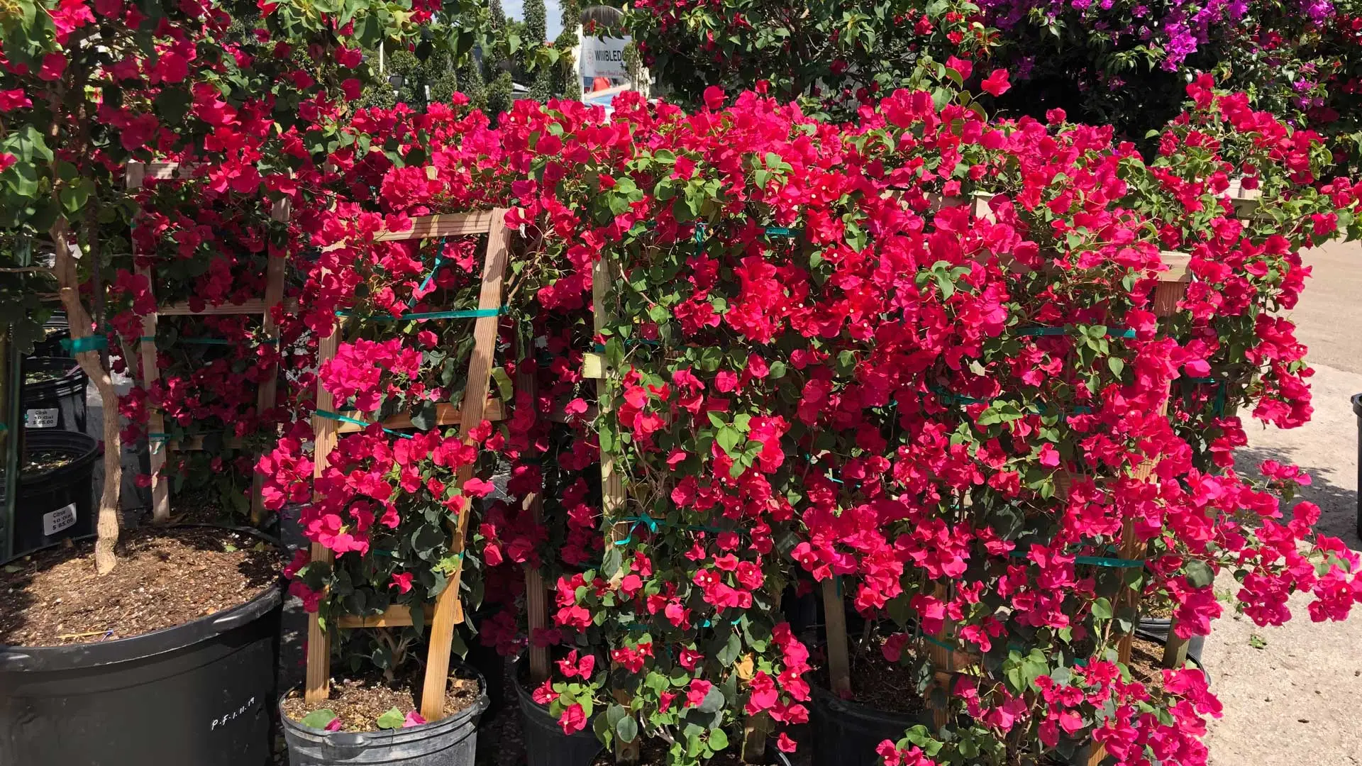 Bougainvillea growing at our Orlando, FL area nursery.