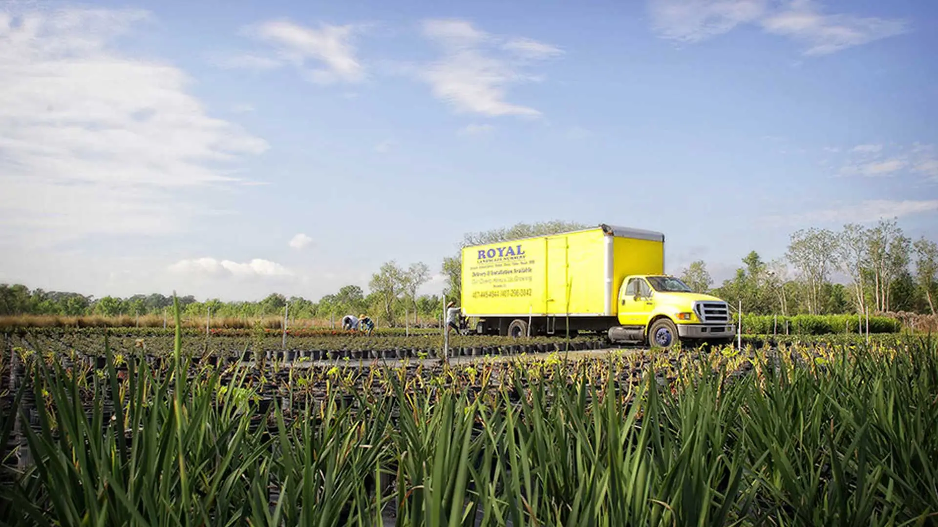 Our large box truck being loaded with plants from our nursery to be delivered to a property in The Villages. 