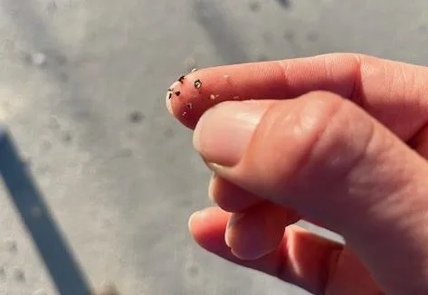 Cigar Rolling Insects?