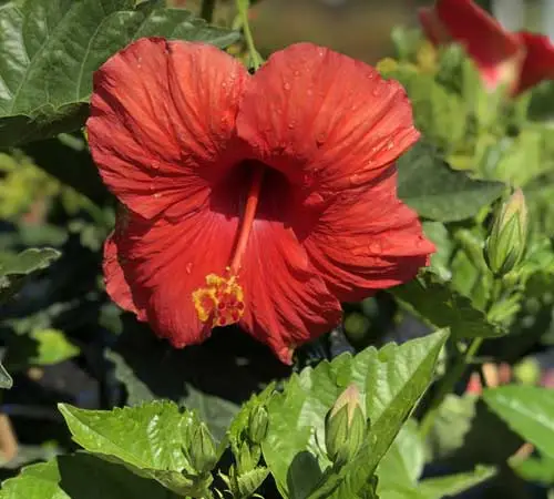 Contact Info For Royal Landscape Nursery, (407) 296-3042