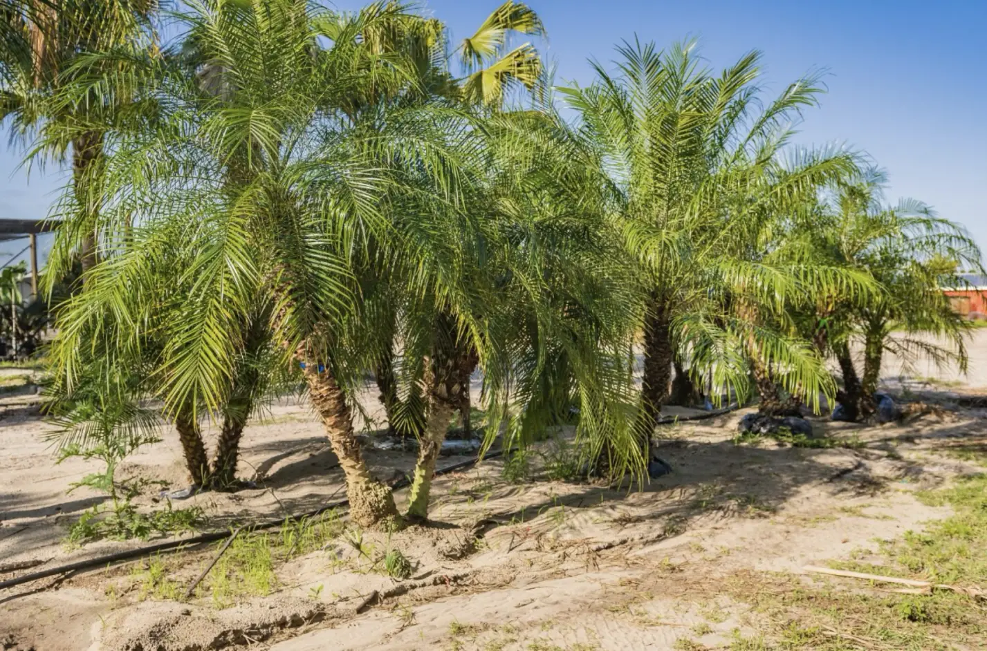 Popular Palm Trees and How to Care for Them