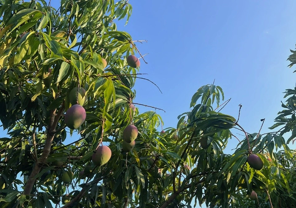 Spring is the Perfect Time to Plant a Fruit Tree