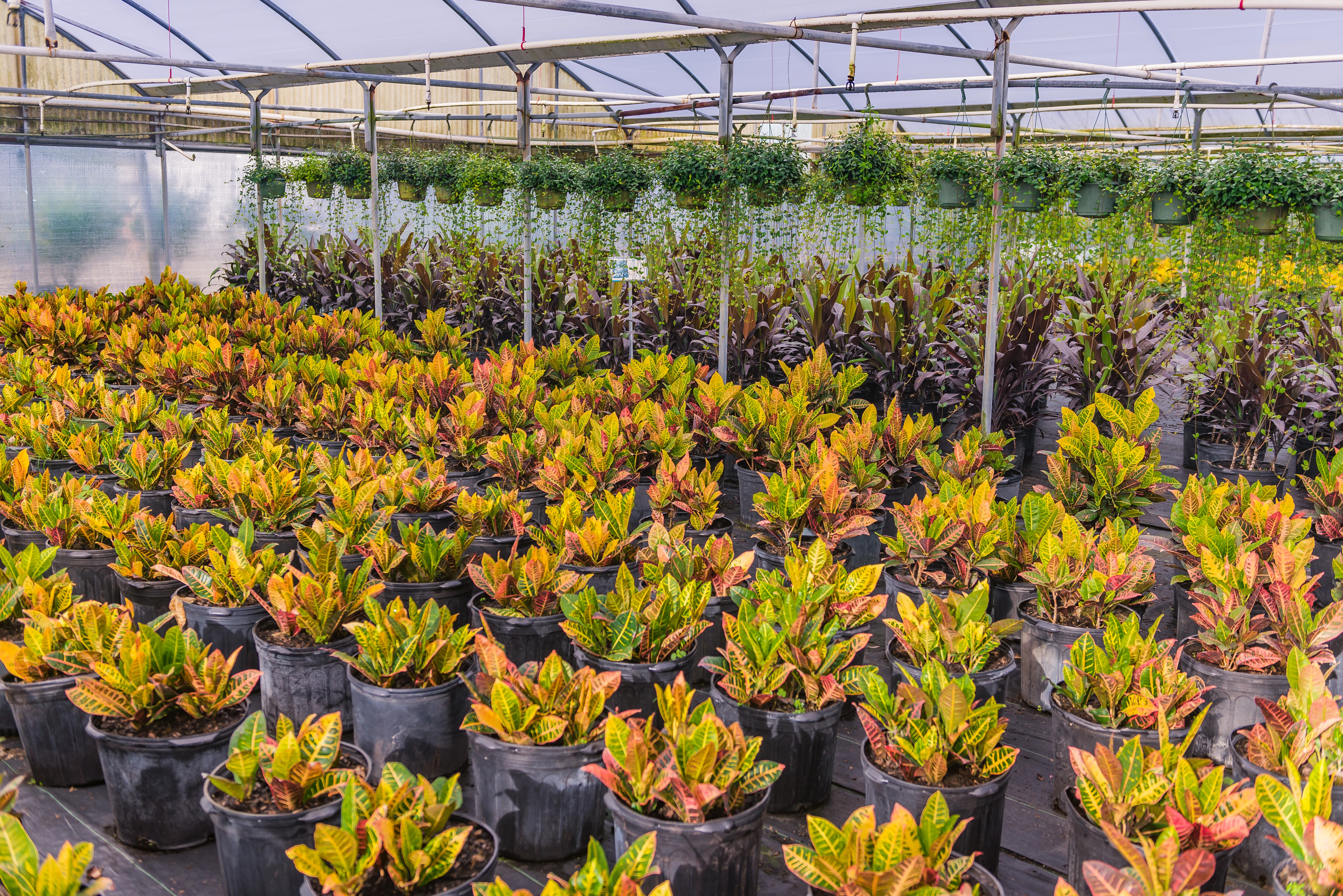 Plant materials that are growing in our nursery currently.