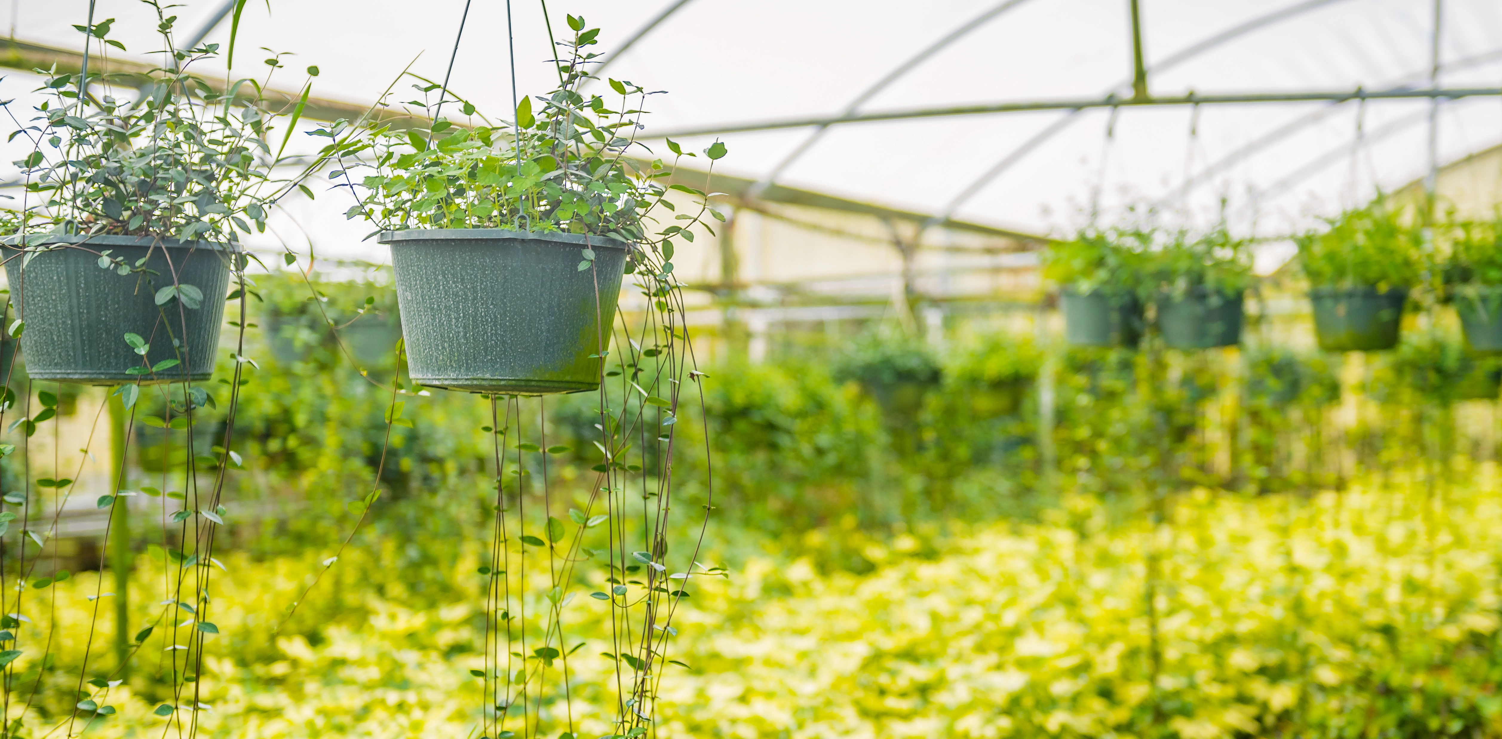 Nursery with landscaping plants and flowers near Apopka, FL.