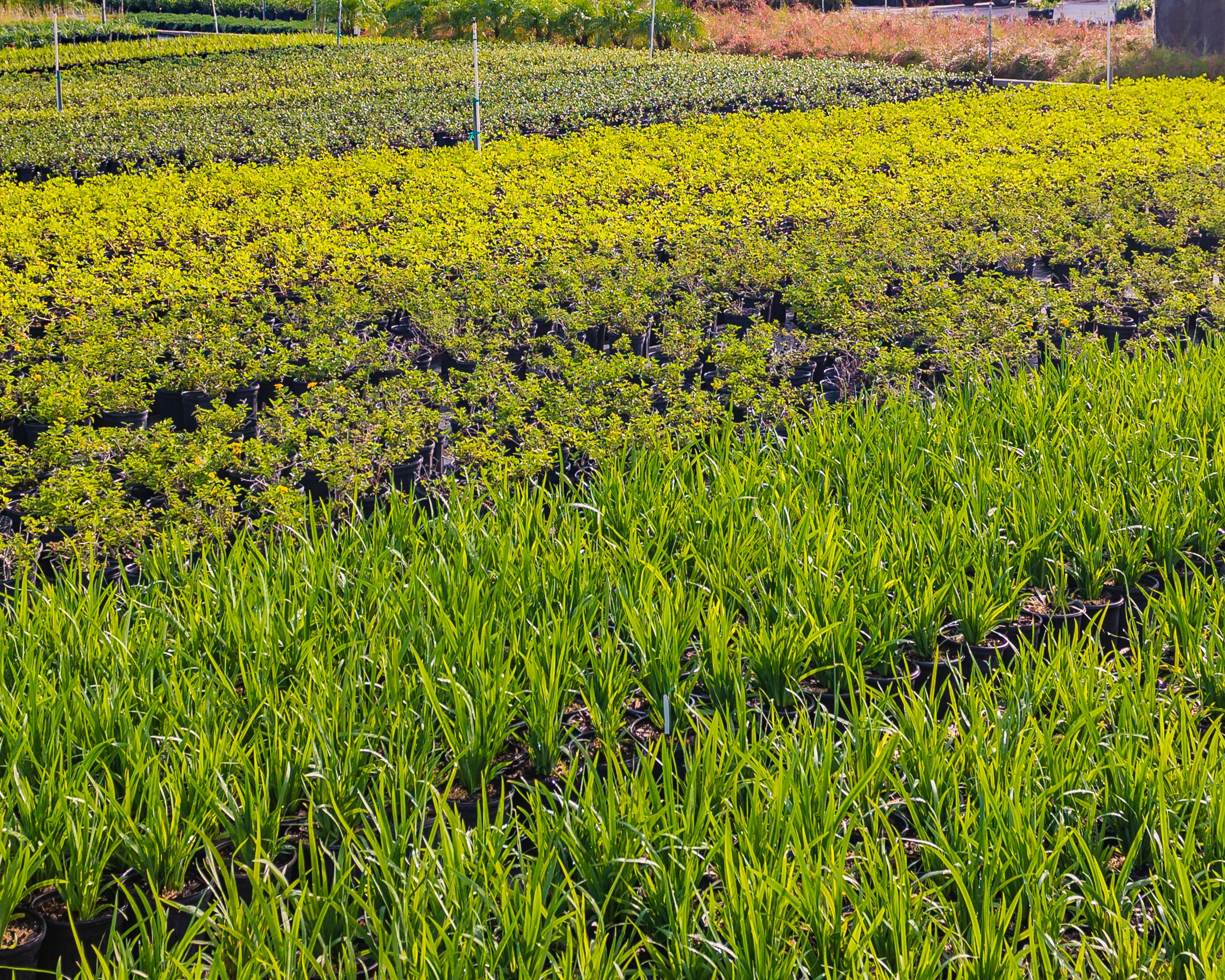 Our plant and shrub selection at our local garden center in the Orlando area is vast and includes native plants such as crotons, trinettes, and more.