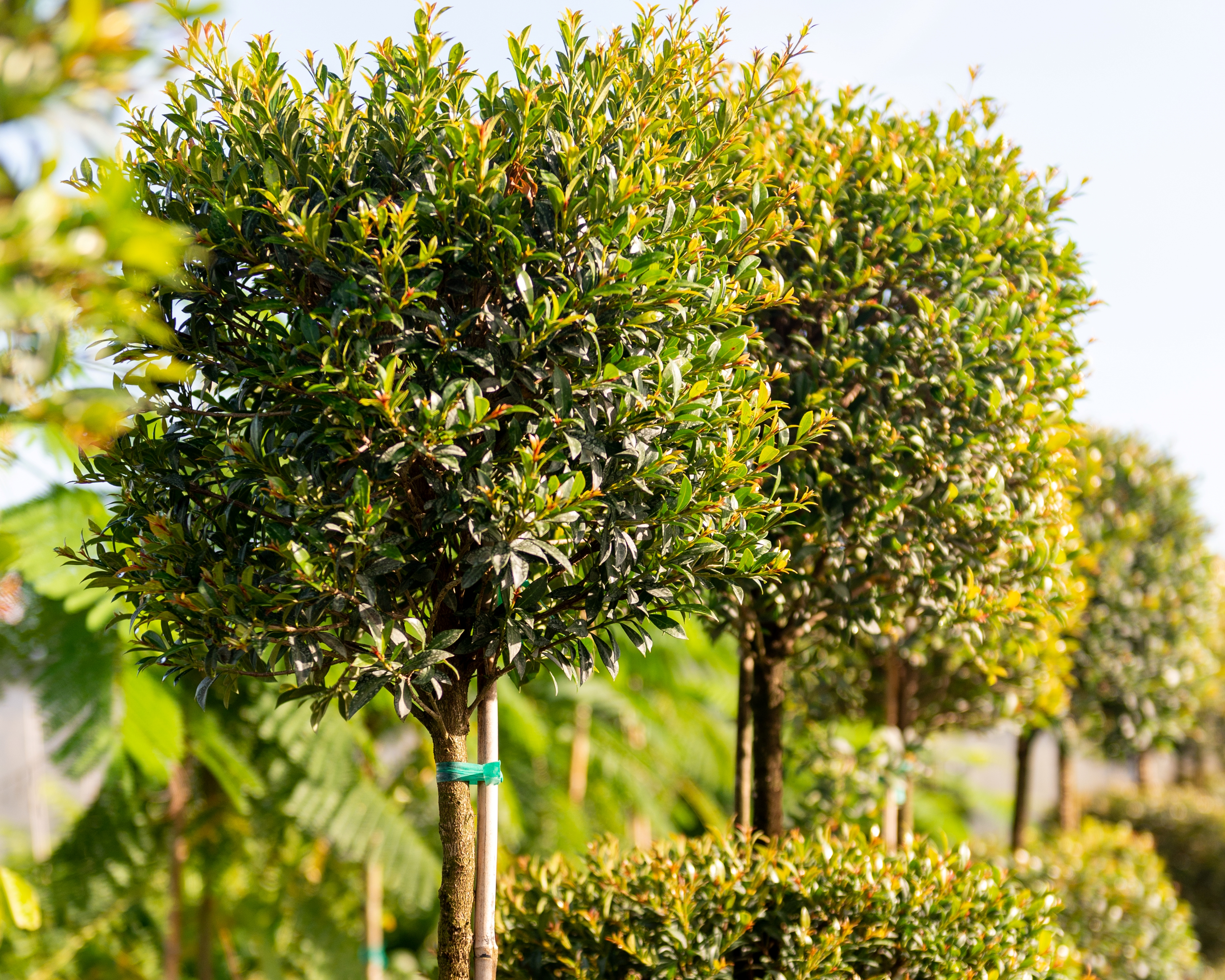 Our local garden center showroom in the Orlando area boasts a wide selection of palm trees, fruit trees, and many other types of trees.