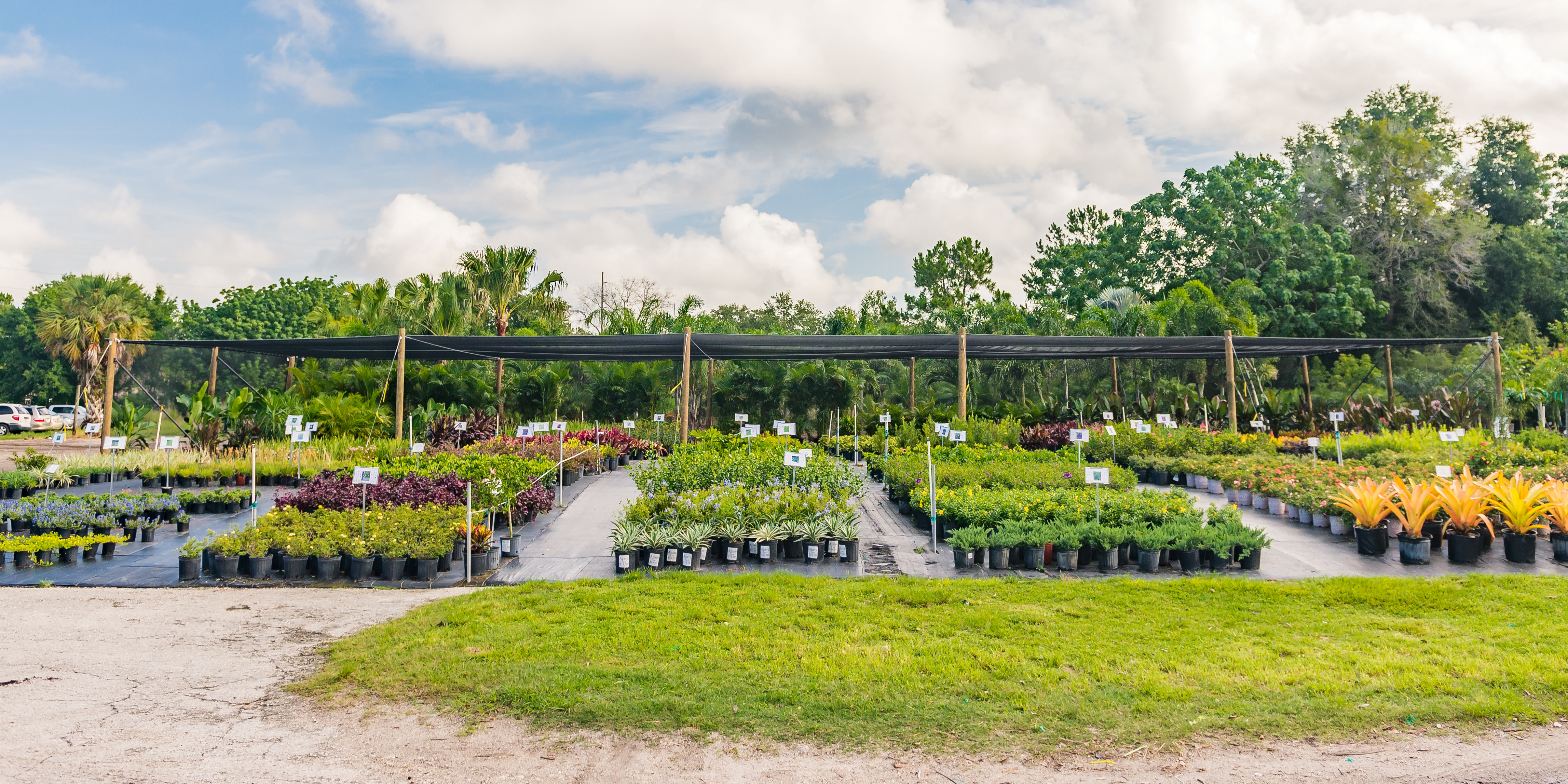 Our indoor greenhouse at our nursery growing green plants, shrubs, and hanging vines.
