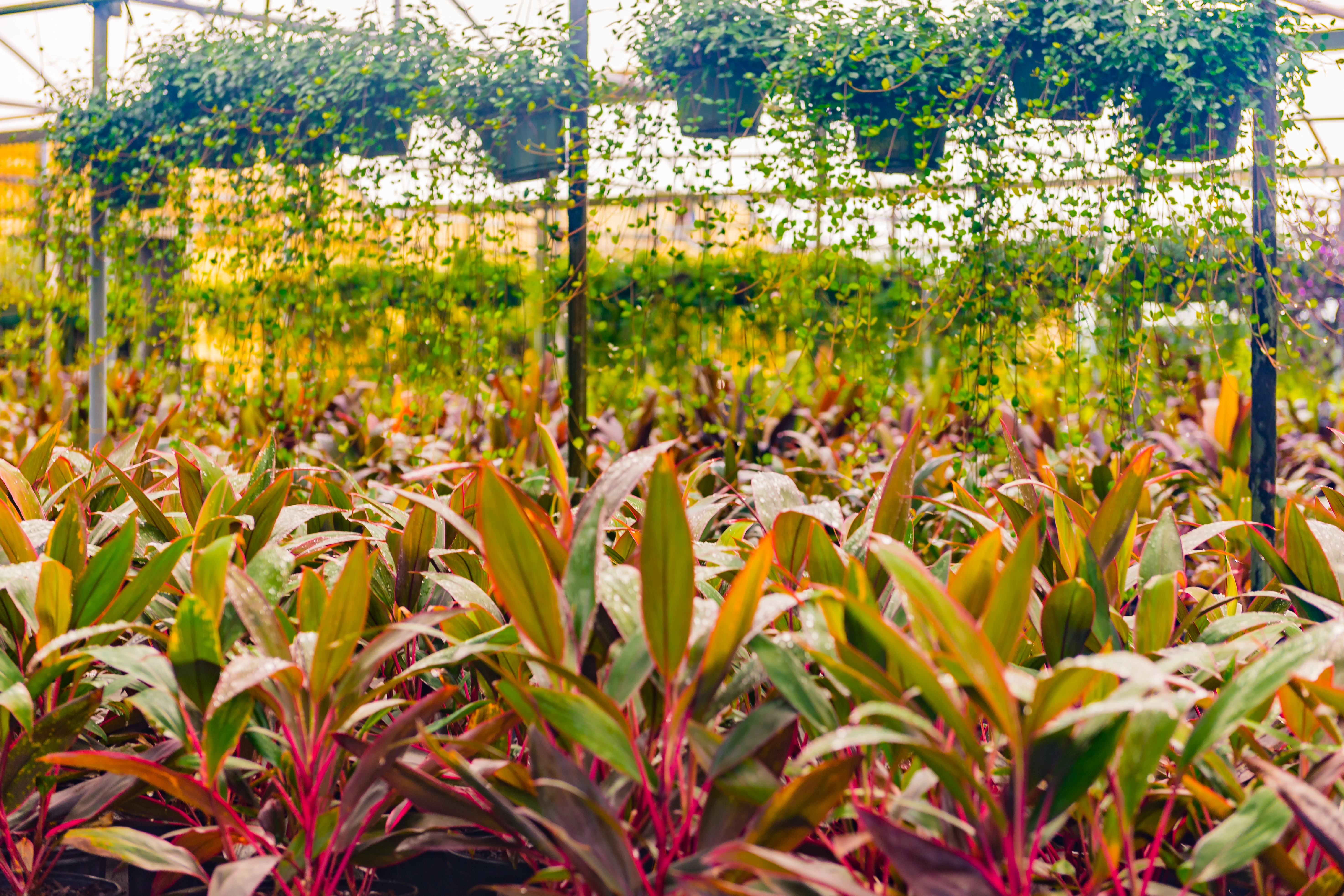 Small green plant growing in our Orlando, FL nursery.
