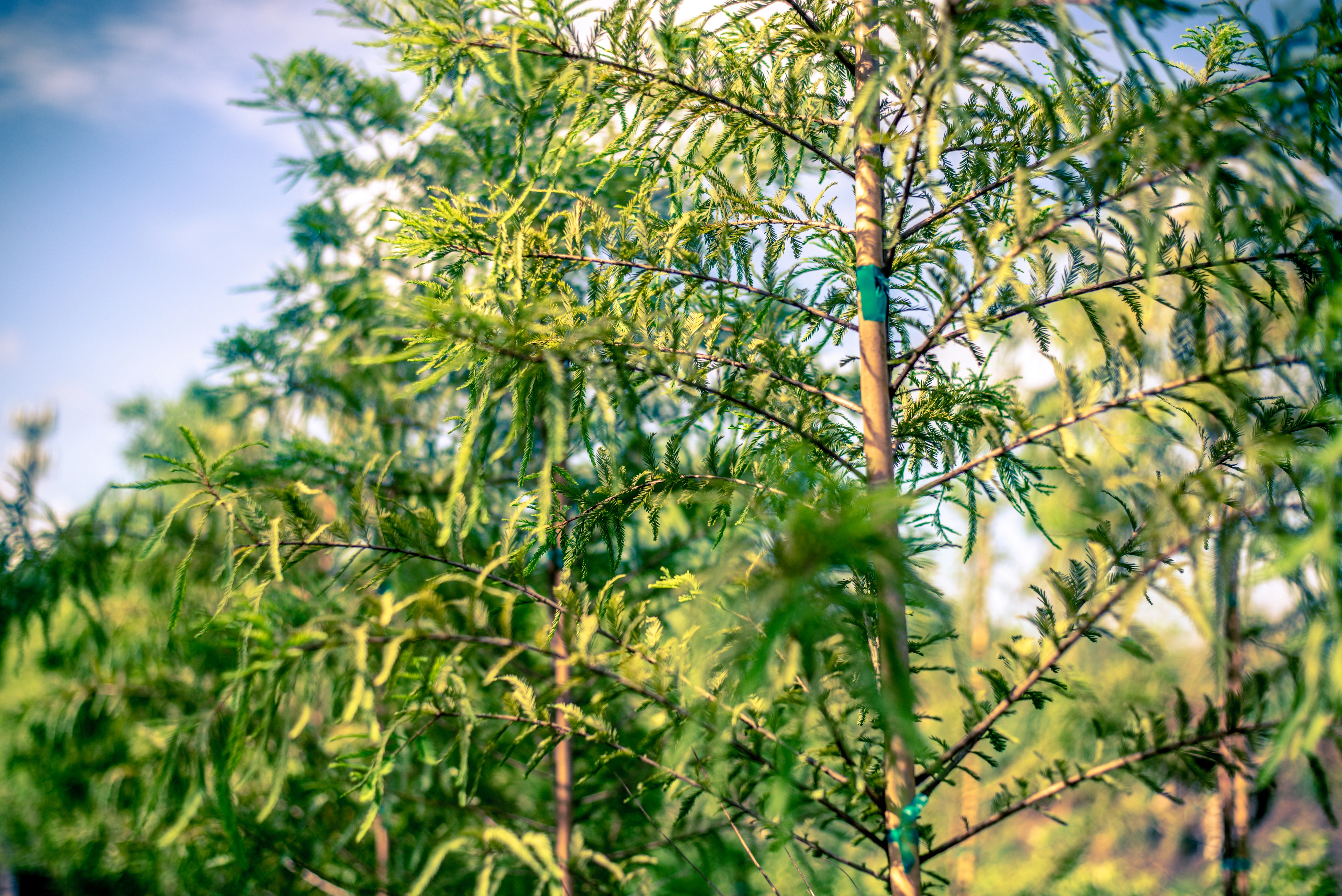 Palm trees at the Royal Landscape Nursery nursery in Gotha, FL.