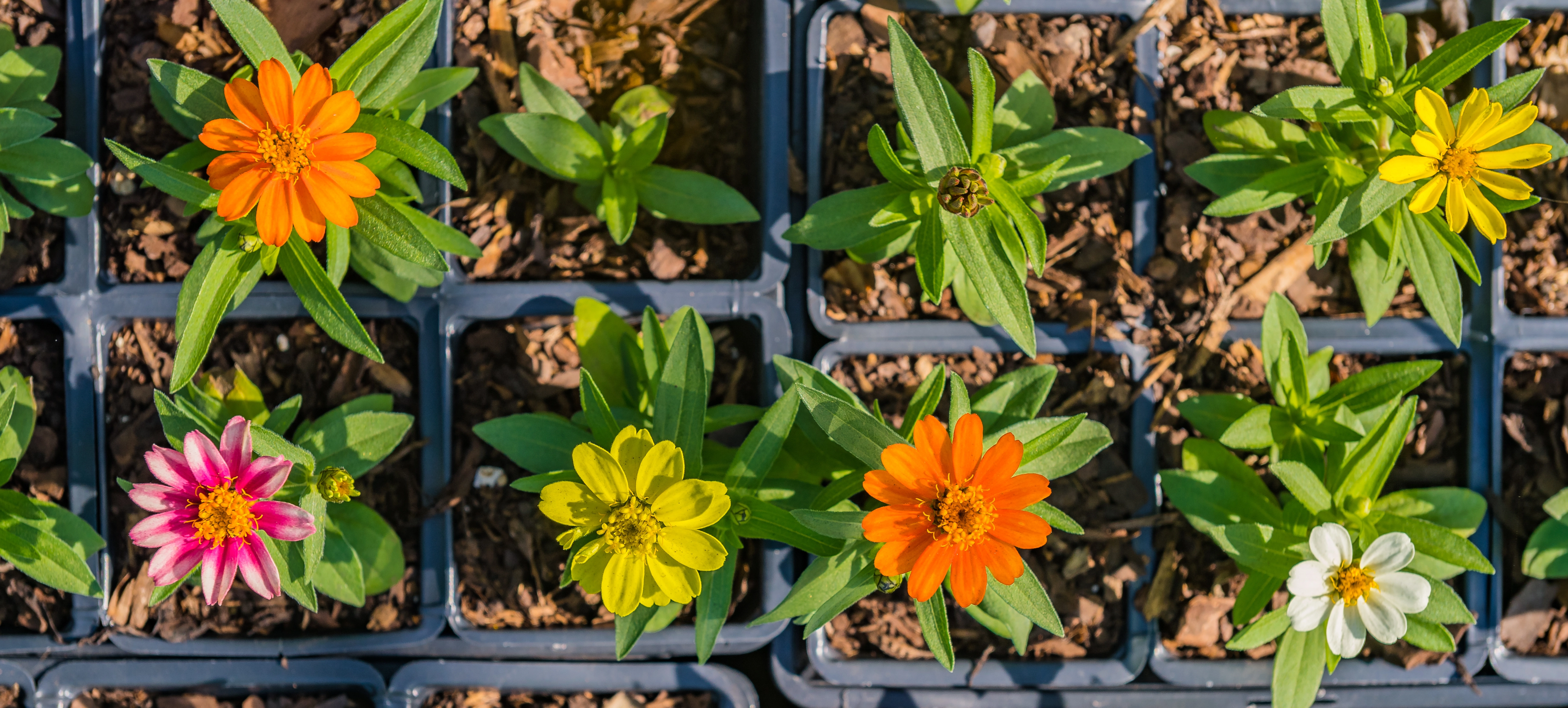 Bougainvillea that our team installed at a home in The Villages, FL.