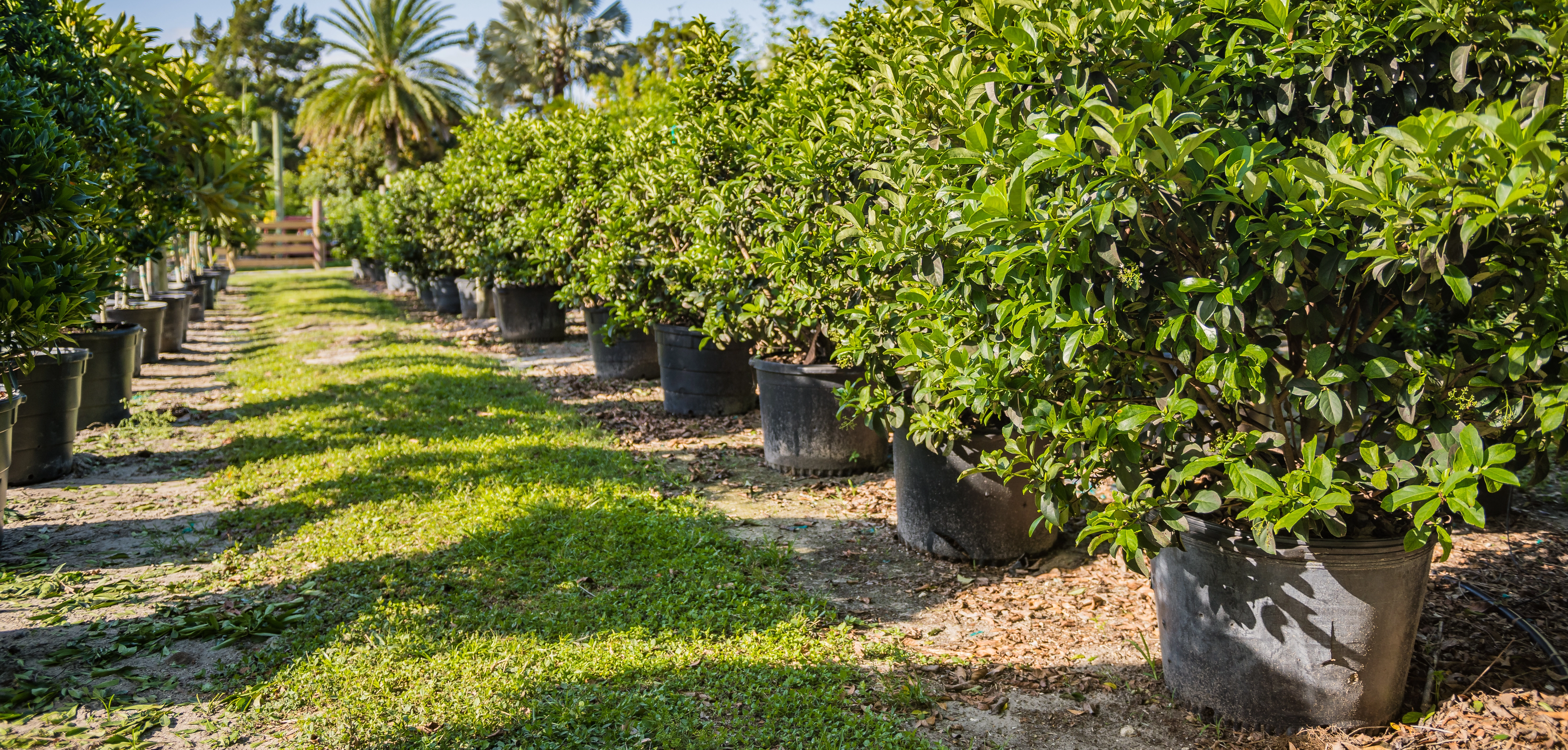 Commercial landscaping services in Winter Garden, FL.