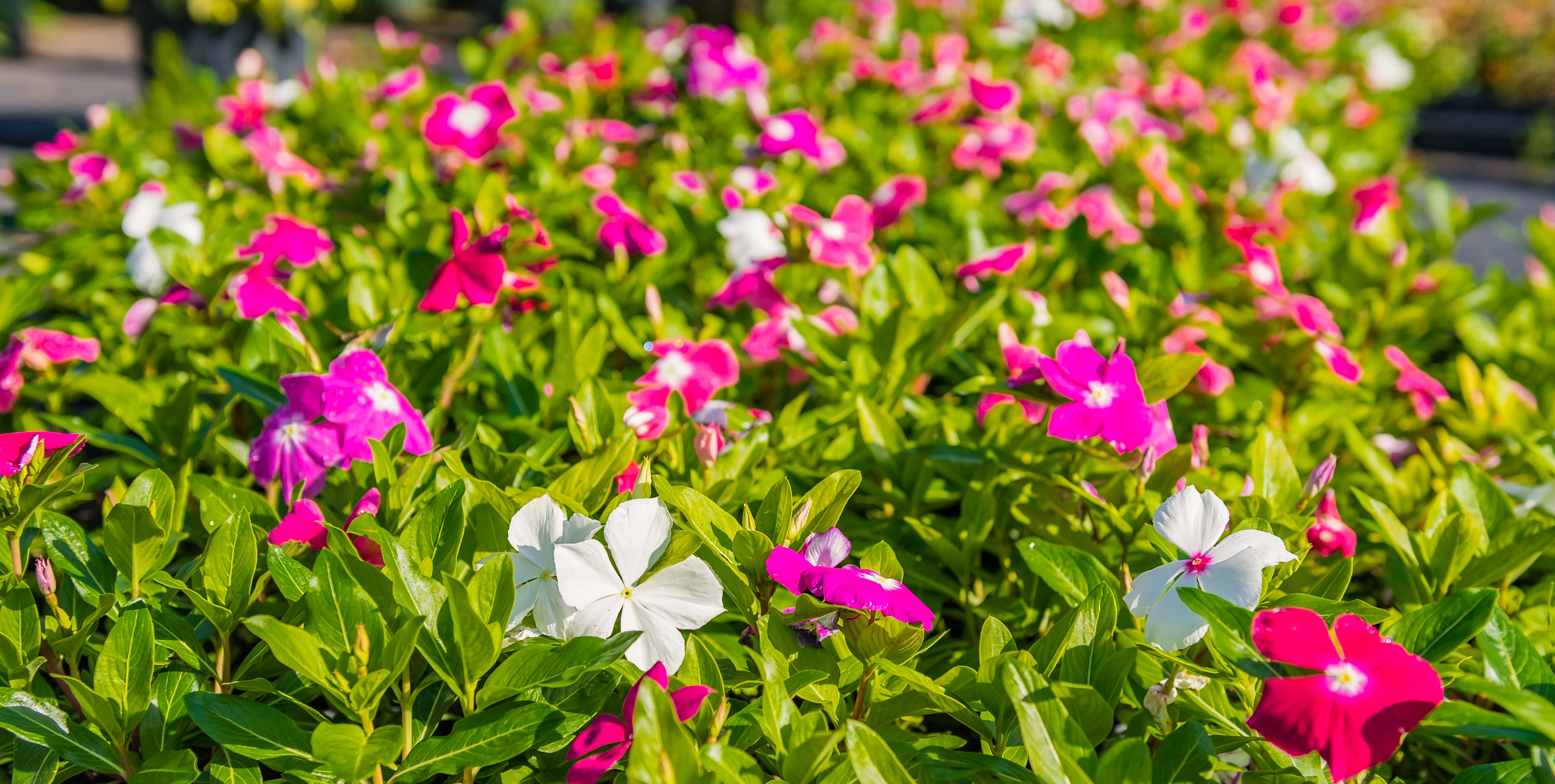 Our landscape nursery, located close to Winter Park, FL.