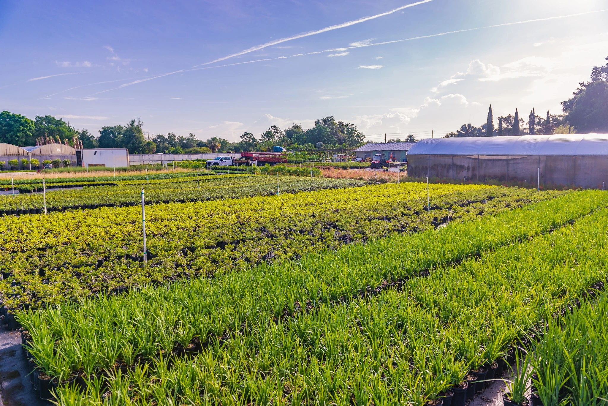 Follow Royal Landscape Nursery on Social Media for Updates, New Plants and More