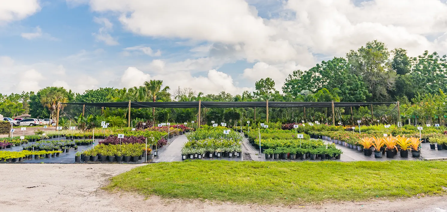 Decorative green shrubs on display at our nursery in Orlando, FL