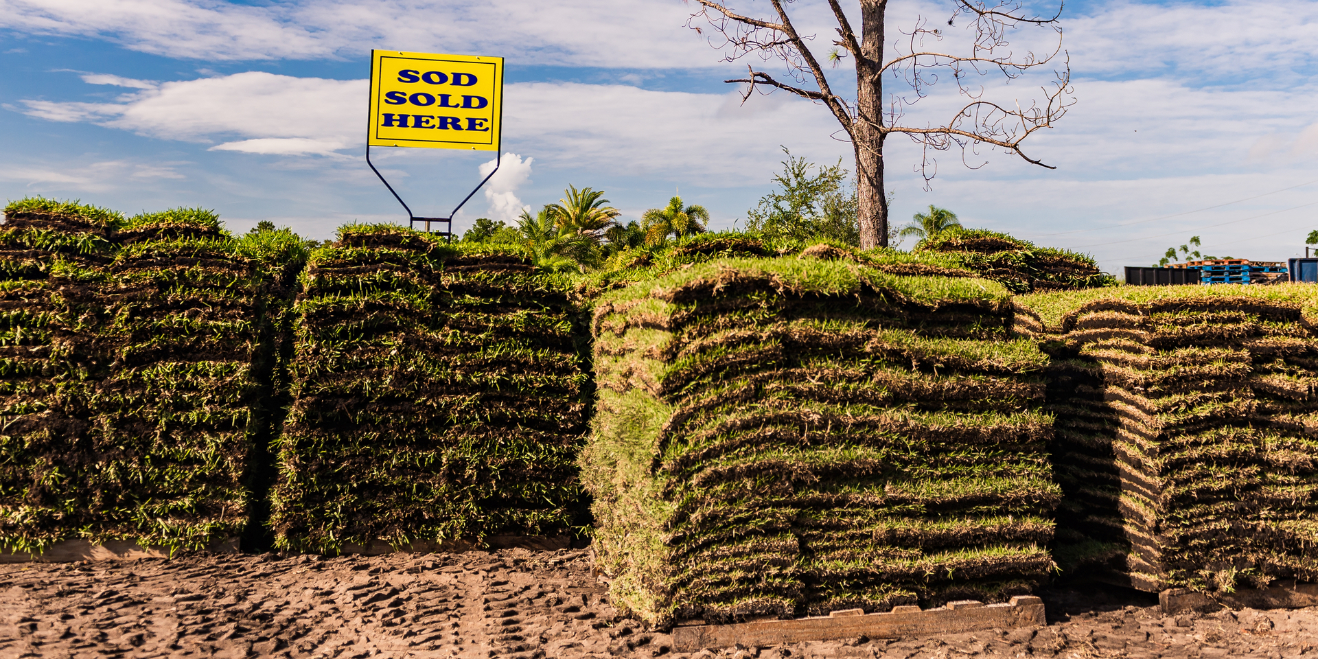 Top Sod Choices for Your Lawn